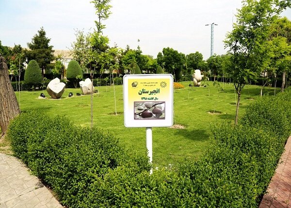 ۴ باغ میوه در بخش مرکزی شهر تهران ایجاد شد